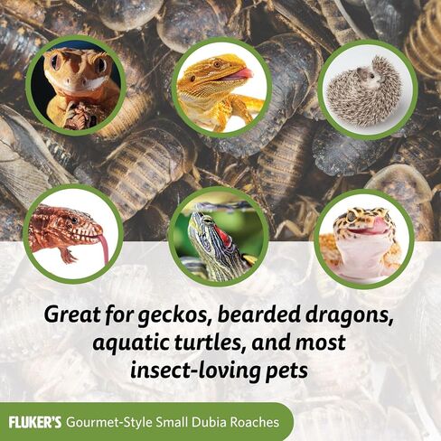Fluker's Gourmet Canned Food for Reptiles, Fish, Birds and Small Animals - Dubia Roaches, 1.2oz in Kuwait