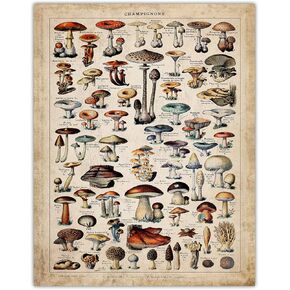 Botanical Wall Art - Mushroom Wall Decor Poster Prints: Vintage Wall Art for Bedroom, Bathroom, Kitchen & Office Decor, 11x14 Unframed Plant Poster