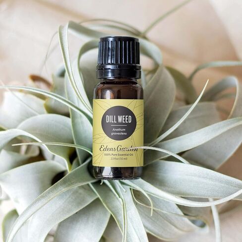 زيت اوكوتيا العطري من ايدينز جاردن، درجة علاجية نقية 100% (زيت عطري عطري طبيعي غير مخفف/معالج مثلي للعلاج العطري برائحة الروائح العطرية) 10 مل in Kuwait