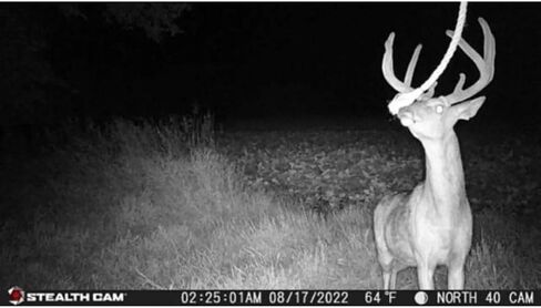 كاميرا Stealth Cam بدقة 24 ميجابكسل - عبوتان in Kuwait