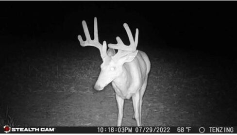 كاميرا Stealth Cam بدقة 24 ميجابكسل - عبوتان in Kuwait