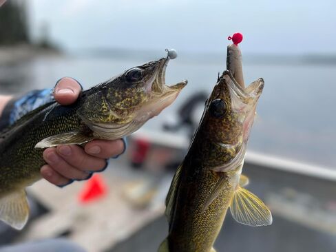 Eco-Friendly Tungsten Jig Head Variety Pack - ¼oz, 3/16oz, ⅛oz, 1/16oz - Safe, Non-Toxic, & Lead-Free Fishing Tackle for Bass, Walleye, Trout, & Panfish Fisherman, USA-Owned in Saudi Arabia