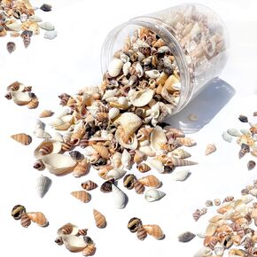 1300 PCS Natural Ocean Beach Spiral Seashells Mixed Tiny Sea Shells for Home Decorations,Wedding Decor,Kids Outdoor Beach Theme Party,DIY Crafts and Vase Filler,Decorate The Pool.