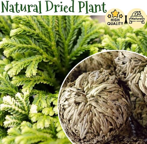 7 Pack Rose of Jericho Dried Plants - Rosa de Jerico Original, Dried Fern Like Scale Leaf Prayer Plants for Spiritual Purification, Home Decor in Saudi Arabia