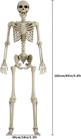 5.5Ft/65 بوصة/165 سنتيمتر Pose-N-Stay هيكل عظمي للهالوين بالحجم الطبيعي كامل الجسم قابل للنقل جونينتس ديكور الهالوين in Kuwait