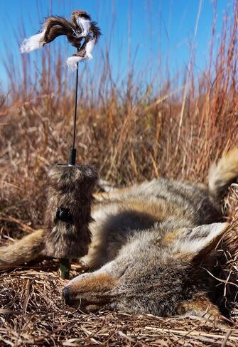 MOJO Outdoors Critter Predator Hunting Decoy - Great for Coyote and Bobcat Hunting and as a Varmint Decoy, Tail Decoy, Rabbit Decoy, etc. in Kuwait