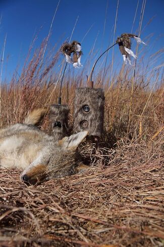 MOJO Outdoors Critter Predator Hunting Decoy - Great for Coyote and Bobcat Hunting and as a Varmint Decoy, Tail Decoy, Rabbit Decoy, etc. in Kuwait