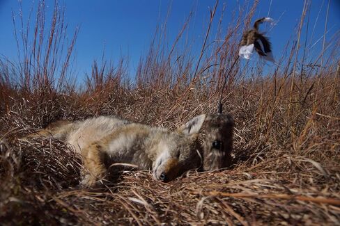 MOJO Outdoors Critter Predator Hunting Decoy - Great for Coyote and Bobcat Hunting and as a Varmint Decoy, Tail Decoy, Rabbit Decoy, etc. in Kuwait