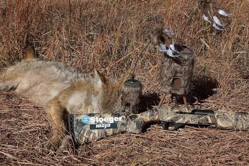 MOJO Outdoors Critter Predator Hunting Decoy - Great for Coyote and Bobcat Hunting and as a Varmint Decoy, Tail Decoy, Rabbit Decoy, etc. in Kuwait