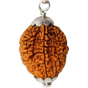 نايشا 2 موكي هيمالايا رودراكشا | رودراكشا ذات وجهين | خرز رودراكشا مع معلقة | (منتج روحاني وشفائي) أصلي ومعتمد 100%.. in Kuwait