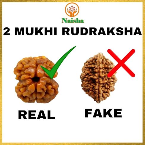 نايشا 2 موكي هيمالايا رودراكشا | رودراكشا ذات وجهين | خرز رودراكشا مع معلقة | (منتج روحاني وشفائي) أصلي ومعتمد 100%.. in Kuwait