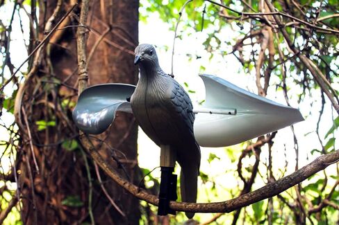 موجو في الهواء الطلق حمامة الأفخاخ لصيد الحمام in Kuwait