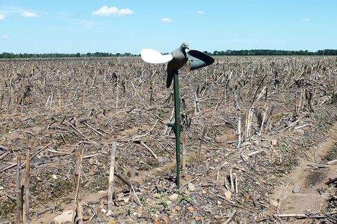 موجو في الهواء الطلق حمامة الأفخاخ لصيد الحمام in Kuwait