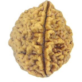 Arihant Gems & Jewels 1 to 13 Mukhi/Faced Nepali Rudraksha 100% Natural, Original & Certified Astrological Round Rudraksha Seeds Loose Beads (Elaeocarpus ganitrus) Unisex Both for Men & Women