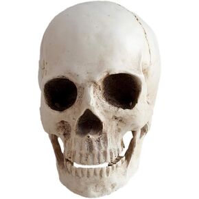 Resin Medical Life Size Replica Realistic Human Skull Head Bone Model, Anatomy White Resin Skull High Precision Teaching Tool Halloween Decor