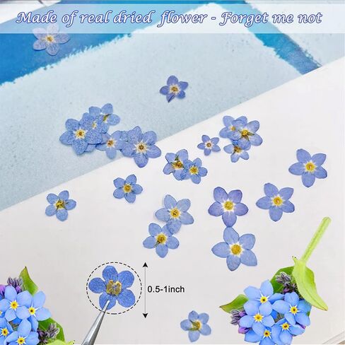 60 Pieces Don't Forget Me Dried Flowers, Dried Flower Real Dried Pressed Flowers for Jewelry Candle Card Making DIY Resin Ornaments Nail Art Flowers Decorations (Don't Forget Me) in Saudi Arabia