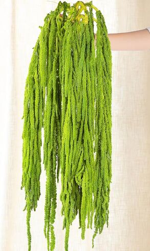 5Pcs Real Dried Amaranthus Hanging Wedding Flowers - 23" Green Preserved Dried Flowers for Wedding Arch Flowers, Garlands, Wisteria Flowers Arrangement, Rustic Vase Decor, Wall Hanging in Saudi Arabia