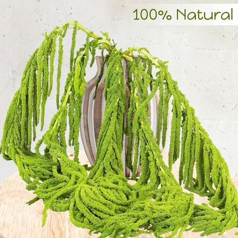 5Pcs Real Dried Amaranthus Hanging Wedding Flowers - 23" Green Preserved Dried Flowers for Wedding Arch Flowers, Garlands, Wisteria Flowers Arrangement, Rustic Vase Decor, Wall Hanging in Saudi Arabia