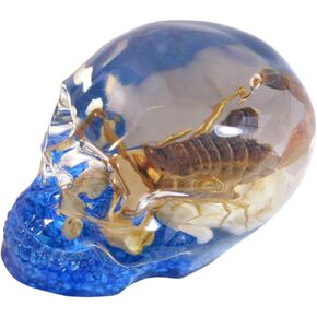 REALBUG 3" Real Scorpion Desk Decoration in an a Acrylic Skull with a Blue Background and Stones