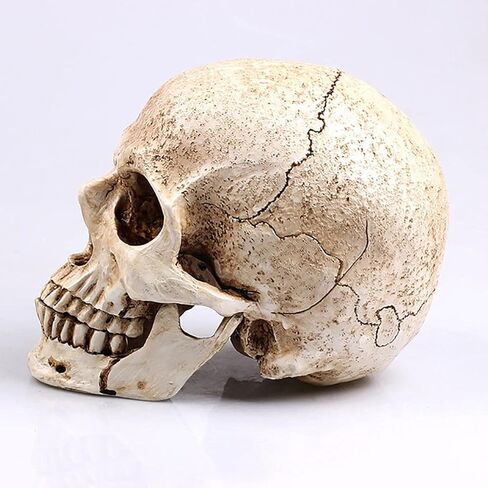جمجمة بشرية واقعية بالحجم الطبيعي زينة من الراتنج ديكور رائع لجميع القديسين مقاس 7.1"*4.7"*5.9" in Kuwait