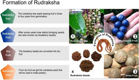 Certified Rudraksha Mala | 5 Face (Panchmukhi) Rudraksha Beads | Authentic Genuine Rosary | Japa Mala | Ornament Necklace | Prayer Beads -108+1 |Meditation Beads (1pc Mala) in Saudi Arabia