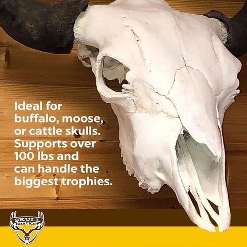 Bambi Bracket for Small & Medium Size Game - 50lbs Capacity European Skull Wall Mount - Ideal for Whitetail and Mule Deer, Antelope, Black Bear and Wolf Mounting - Made in USA in Saudi Arabia