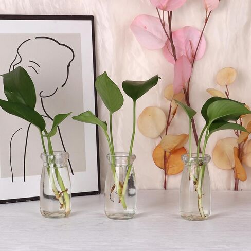 الجرار الزجاجية الصغيرة مع أغطية الفلين 3.4 أوقية، 12 حزمة زجاجات جرعة صغيرة مع سدادات الفلين، الجرار الصدف، قوارير زجاجية، جرة حبوب منع الحمل، جرة الإملائي، الجرار الزبادي، الجرار الزجاجية الصغيرة للنباتات، هدايا الحفلات in Kuwait