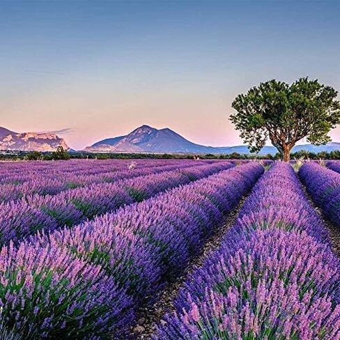 Harvest 2023-12 Sachets of Lavender from French Provence (Violet, 12 Sachets) in Saudi Arabia