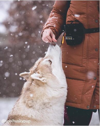 حقيبة علاج OllyDog Goodie، حقيبة علاج الكلاب، مشبك حزام الخصر للتدريب بدون استخدام اليدين، إغلاق مغناطيسي، تدريب الكلاب ومساعدات السلوك، ثلاث طرق للارتداء (مموهة الغابة) in Kuwait