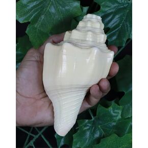 ASHIRWAD Blowing Shankh Vamavarti Dattatreya - صدفة محارة ذات لون طبيعي أصلي - طقوس بوجا - شانخ - شانخنااد (8.5 بوصة) in Kuwait