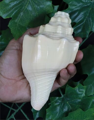 ASHIRWAD Blowing Shankh Vamavarti Dattatreya - صدفة محارة ذات لون طبيعي أصلي - طقوس بوجا - شانخ - شانخنااد (8.5 بوصة) in Kuwait