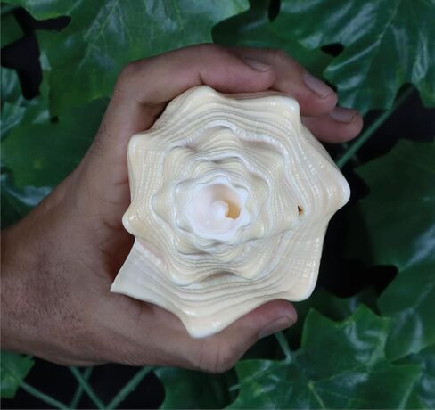 ASHIRWAD Blowing Shankh Vamavarti Dattatreya - صدفة محارة ذات لون طبيعي أصلي - طقوس بوجا - شانخ - شانخنااد (8.5 بوصة) in Kuwait