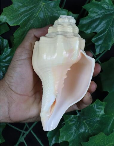 ASHIRWAD Blowing Shankh Vamavarti Dattatreya - صدفة محارة ذات لون طبيعي أصلي - طقوس بوجا - شانخ - شانخنااد (8.5 بوصة) in Kuwait