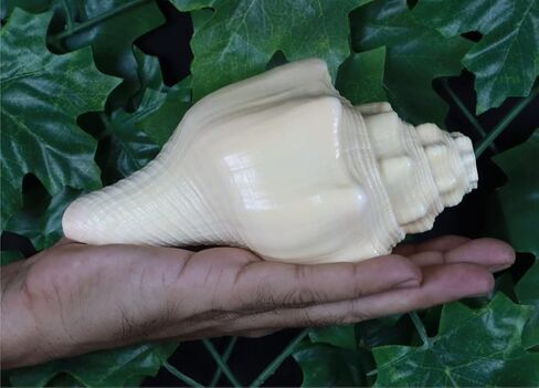 ASHIRWAD Blowing Shankh Vamavarti Dattatreya - صدفة محارة ذات لون طبيعي أصلي - طقوس بوجا - شانخ - شانخنااد (8.5 بوصة) in Kuwait