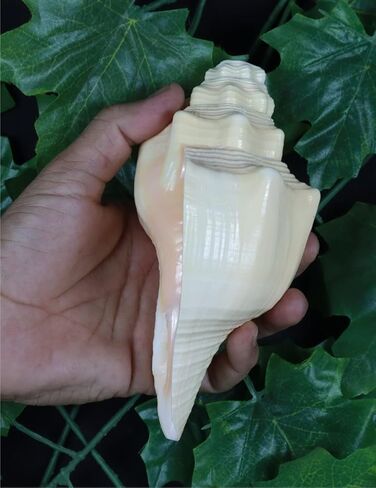 ASHIRWAD Blowing Shankh Vamavarti Dattatreya - صدفة محارة ذات لون طبيعي أصلي - طقوس بوجا - شانخ - شانخنااد (8.5 بوصة) in Kuwait