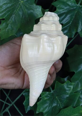 ASHIRWAD Blowing Shankh Vamavarti Dattatreya - صدفة محارة ذات لون طبيعي أصلي - طقوس بوجا - شانخ - شانخنااد (8.5 بوصة) in Kuwait