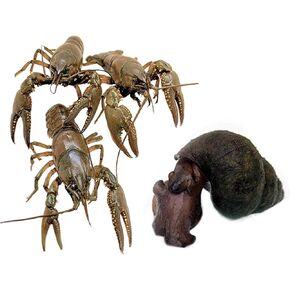 Toledo Goldfish Live Crayfish and Trapdoor Snail Combo, Live Ornamental Species Perfect for Ponds, Tanks or Aquariums - 2 of Each, 4 Total Count