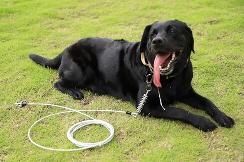 كابل ربط الكلب، بطول 15 قدم، مقود كلب مع خطاف دوار، مقود للكلاب في الفناء شديد التحمل، سلاسل للكلاب في الخارج، للتخييم، واللعب، والفناء الخلفي حتى 165 رطلاً in Kuwait