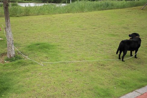 كابل ربط الكلب، بطول 15 قدم، مقود كلب مع خطاف دوار، مقود للكلاب في الفناء شديد التحمل، سلاسل للكلاب في الخارج، للتخييم، واللعب، والفناء الخلفي حتى 165 رطلاً in Kuwait