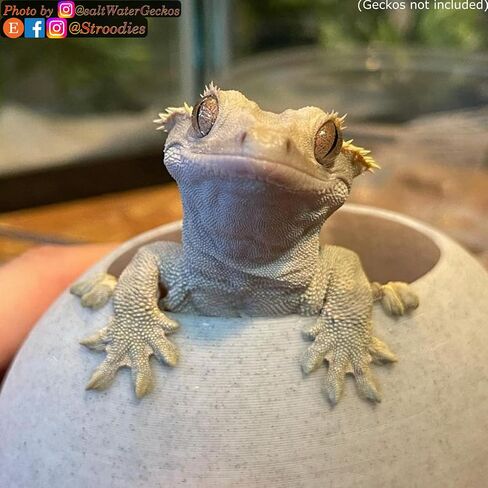 Original Bubbleloft Hide for Arboreal Geckos | Especially Adult Cresties | Includes Suction Cups | (Evergreen) in Kuwait