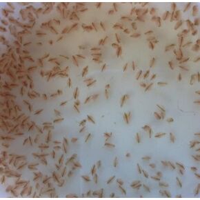 100+ Freshwater Water Daphnia-Great feeders for Freshwater Life and Axolots, Please See Our Seller Page for Our Shipping info and Refund Policy in Kuwait