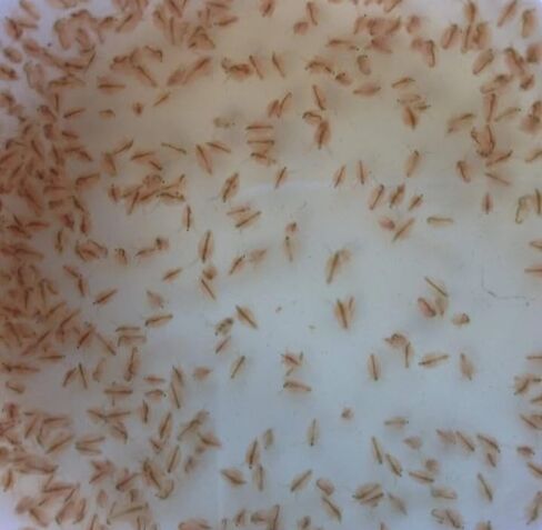 100+ Freshwater Water Daphnia-Great feeders for Freshwater Life and Axolots, Please See Our Seller Page for Our Shipping info and Refund Policy in Kuwait