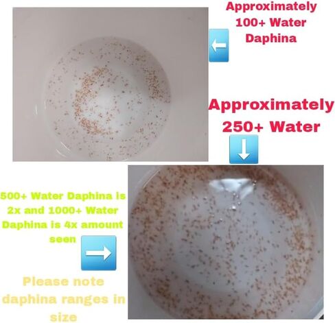 100+ Freshwater Water Daphnia-Great feeders for Freshwater Life and Axolots, Please See Our Seller Page for Our Shipping info and Refund Policy in Kuwait