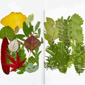 36 Pieces Dried Pressed Leaves Dried Flowers for Resin Real Assorted Dried Greenery for Pressed Leaf Art Craft DIY Embellishment Decorations (C Styles)