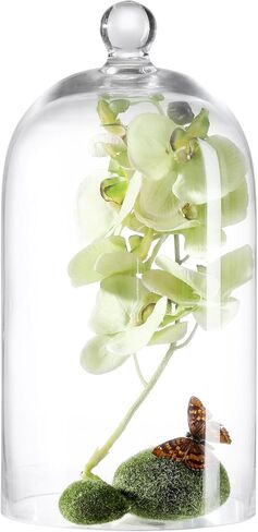KMwares Clear Glass Display Dome Cloche Bell Jar Tabletop Decorative Case Covered Plants/Food (Medium) in Kuwait