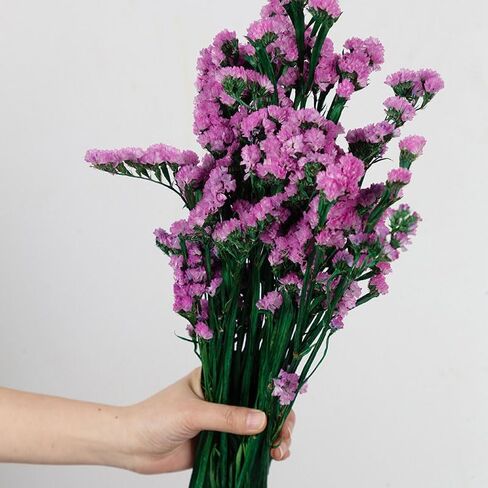 19-23 بوصة طبيعية تنساني غير مضغوطة زهور مجففة وردية لا تنساني زهور مجففة حقيقية زهور مجففة حقيقية لمجوهرات الراتنج وبطاقات الشموع وصنع زهور فن الأظافر لتزيين المنزل بنفسك in Kuwait