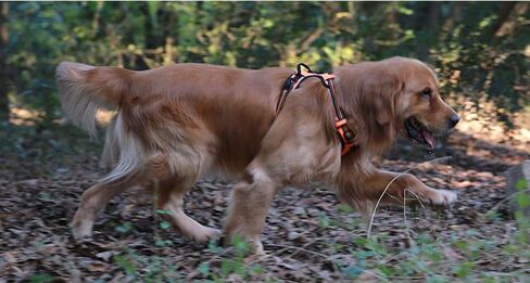 Chai's Choice Dog Harness Vest X Small (Chocolate) | Comfortable & Secure with Adjustable Strap Soft Padded Dog Vest | No-Choke & Easy Control Pet Oxford | 3M Reflective Stripes for Dog Visibility in Saudi Arabia