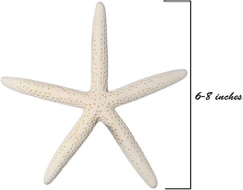 10 نجوم بحر على شكل أصابع بيضاء من 6 إلى 8 بوصات ديكور منزلي بحري in Kuwait