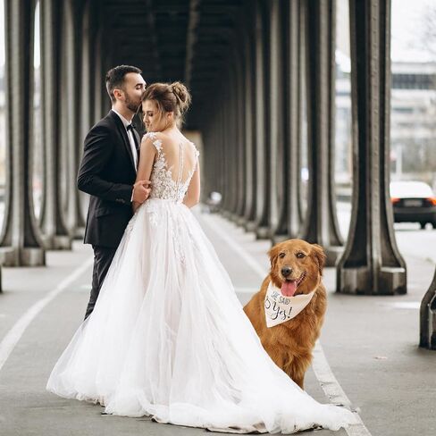 عبوتان من باندانا هدية الخطوبة للكلاب، My Humans يتزوجون She Say Yes Pet وشاح، هدايا لإعلان الزفاف in Saudi Arabia