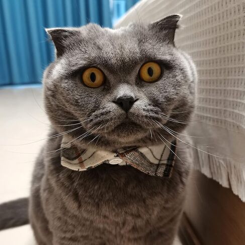 Lapel Cat Collar Breakaway with Bell, Plaid Turndown Collar Cat Collar for Kittens Adjustable 9-11in (2pcs Beige&Coffee) in Saudi Arabia